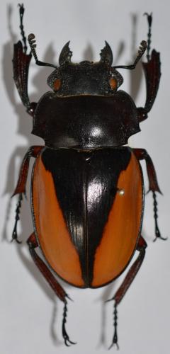 Odontolabis femoralis